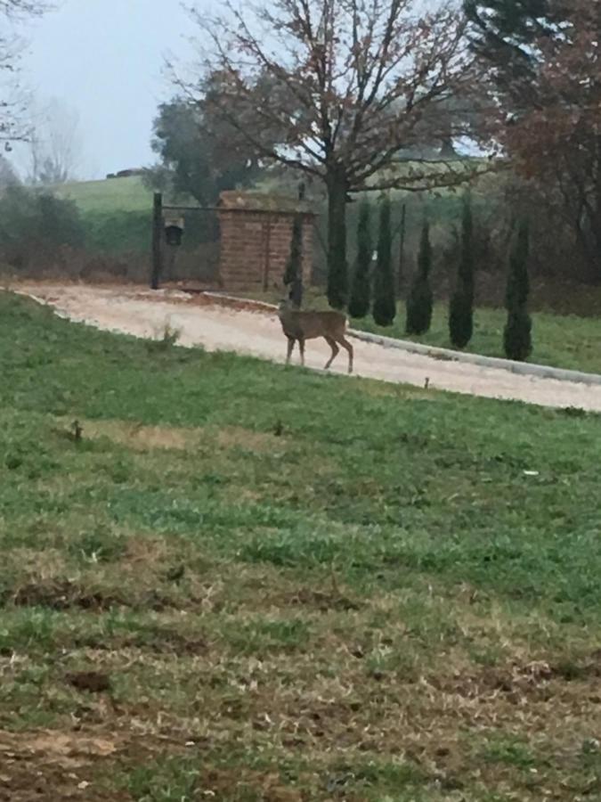 Podere Abbazia b&b Sinalunga Kültér fotó
