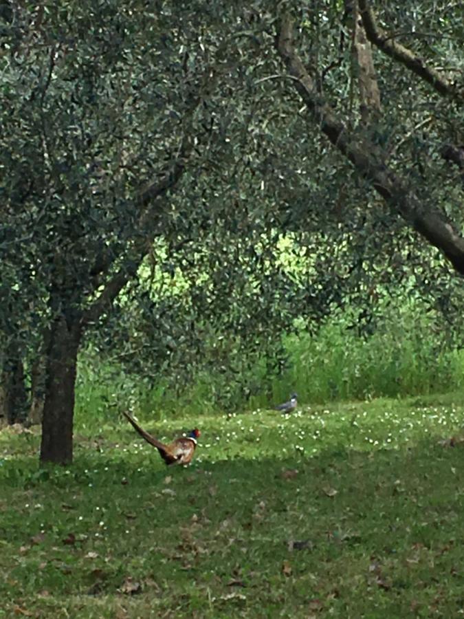 Podere Abbazia b&b Sinalunga Kültér fotó